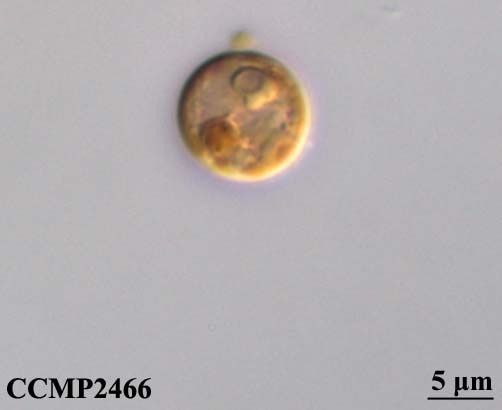 小物 tetrapod CCMP2466 | NCMA at Bigelow Laboratory